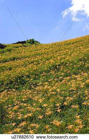 Day lilies on the Liushidan Mountain, Fuli Township, Hualien County, Taiwan View Large Photo Image Stock Image - Day lilies on the Liushidan Mountain, Fuli Township, Hualien County, Taiwan. Fotosearch
