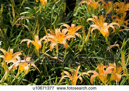Stock Photo - Day lilies on the Liushidan Mountain, Fuli Township, Hualien County, Taiwan. Fotosearch