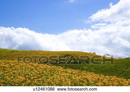 Stock Photo - Day lilies on the Liushidan Mountain, Fuli Township, Hualien County, Taiwan. Fotosearch