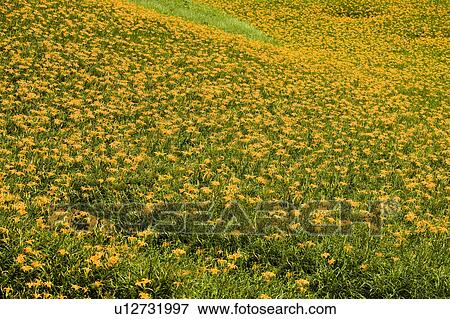 Stock Photo - Day lilies on the Liushidan Mountain, Fuli Township, Hualien County, Taiwan. Fotosearch