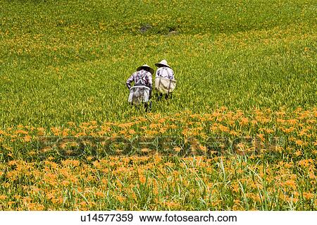 Stock Photo - Day lilies on the Liushidan Mountain, Fuli Township, Hualien County, Taiwan. Fotosearch