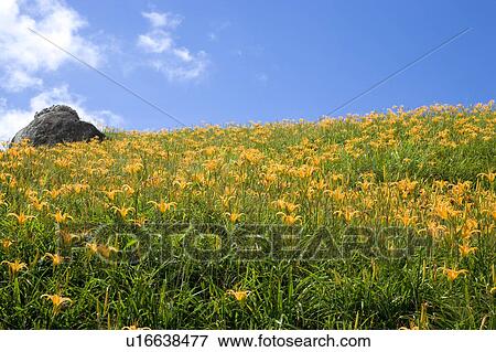 Stock Photo - Day lilies on the Liushidan Mountain, Fuli Township, Hualien County, Taiwan. Fotosearch