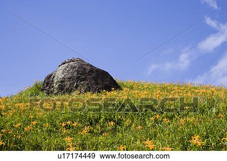 Day lilies on the Liushidan Mountain, Fuli Township, Hualien County, Taiwan View Large Photo Image Stock Photo - Day lilies on the Liushidan Mountain, Fuli Township, Hualien County, Taiwan. Fotosearch