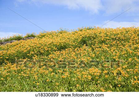 Day lilies on the Liushidan Mountain, Fuli Township, Hualien County, Taiwan View Large Photo Image Stock Photo - Day lilies on the Liushidan Mountain, Fuli Township, Hualien County, Taiwan. Fotosearch