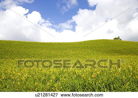 Day lilies on the Liushidan Mountain, Fuli Township, Hualien County, Taiwan View Large Photo Image Stock Photo - Day lilies on the Liushidan Mountain, Fuli Township, Hualien County, Taiwan. Fotosearch