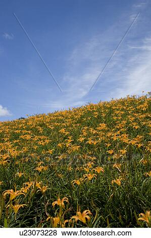 Stock Photo - Day lilies on the Liushidan Mountain, Fuli Township, Hualien County, Taiwan. Fotosearch