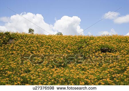Day lilies on the Liushidan Mountain, Fuli Township, Hualien County, Taiwan View Large Photo Image Stock Photo - Day lilies on the Liushidan Mountain, Fuli Township, Hualien County, Taiwan. Fotosearch