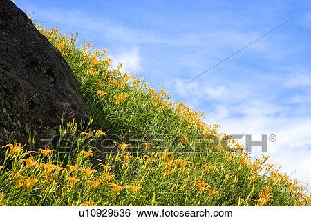 Day lilies on the Liushidan Mountain, Fuli Township, Hualien County, Taiwan View Large Photo Image Stock Photograph - Day lilies on the Liushidan Mountain, Fuli Township, Hualien County, Taiwan. Fotosearch
