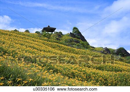 Stock Photograph - Day lilies on the Liushidan Mountain, Fuli Township, Hualien County, Taiwan. Fotosearch