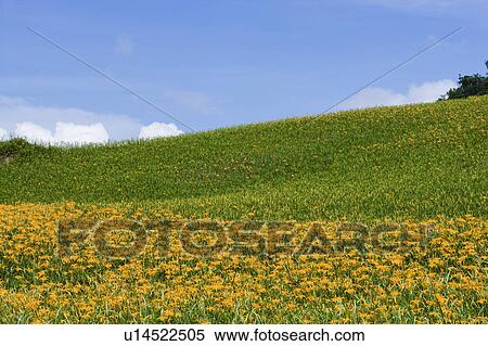 Stock Photography - Day lilies on the Liushidan Mountain, Fuli Township, Hualien County, Taiwan. Fotosearch