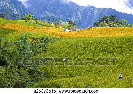 Stock Photography - Day lilies on the Liushidan Mountain, Fuli Township, Hualien County, Taiwan. Fotosearch