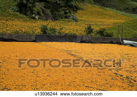 Picture - Drying day lilies on the Liushidan Mountain, Fuli Township, Hualien County, Taiwan. Fotosearch