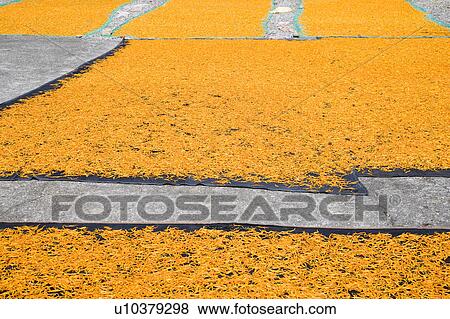 Stock Photo - Drying day lilies on the Liushidan Mountain, Fuli Township, Hualien County, Taiwan. Fotosearch