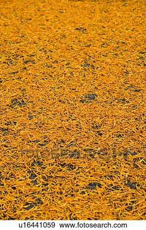 Drying day lilies on the Liushidan Mountain, Fuli Township, Hualien County, Taiwan View Large Photo Image Stock Photo - Drying day lilies on the Liushidan Mountain, Fuli Township, Hualien County, Taiwan. Fotosearch