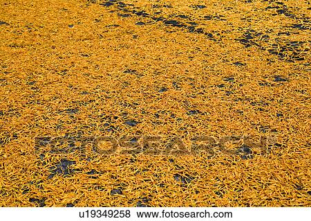 Stock Photo - Drying day lilies on the Liushidan Mountain, Fuli Township, Hualien County, Taiwan. Fotosearch