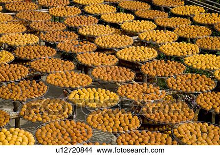 Picture - Drying persimmons of Hsinpu Town, Hsinchu County, Taiwan. Fotosearch