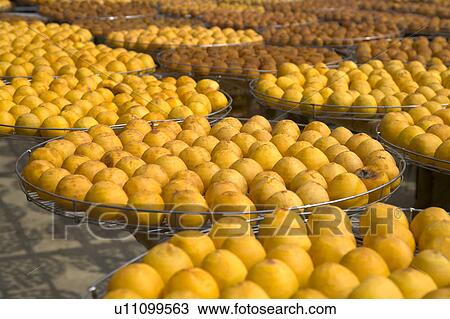 Stock Image - Drying persimmons of Hsinpu Town, Hsinchu County, Taiwan. Fotosearch