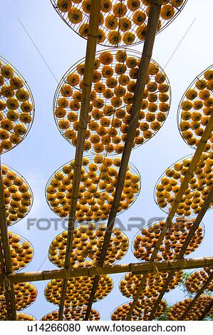 Drying persimmons of Hsinpu Town, Hsinchu County, Taiwan View Large Photo Image Stock Image - Drying persimmons of Hsinpu Town, Hsinchu County, Taiwan. Fotosearch