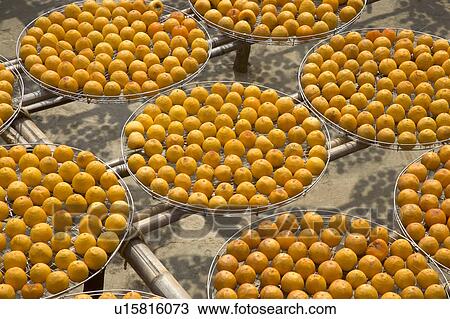 Drying persimmons of Hsinpu Town, Hsinchu County, Taiwan View Large Photo Image Stock Image - Drying persimmons of Hsinpu Town, Hsinchu County, Taiwan. Fotosearch