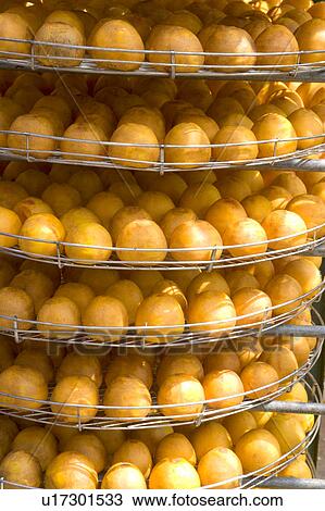 Stock Image - Drying persimmons of Hsinpu Town, Hsinchu County, Taiwan. Fotosearch