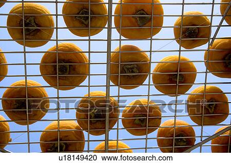 Drying persimmons of Hsinpu Town, Hsinchu County, Taiwan View Large Photo Image Stock Image - Drying persimmons of Hsinpu Town, Hsinchu County, Taiwan. Fotosearch