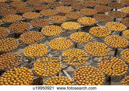 Drying persimmons of Hsinpu Town, Hsinchu County, Taiwan View Large Photo Image Stock Image - Drying persimmons of Hsinpu Town, Hsinchu County, Taiwan. Fotosearch