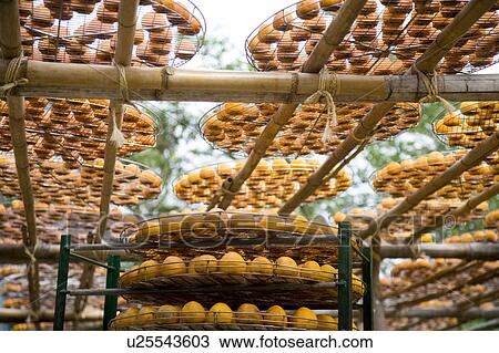 Drying persimmons of Hsinpu Town, Hsinchu County, Taiwan View Large Photo Image Stock Image - Drying persimmons of Hsinpu Town, Hsinchu County, Taiwan. Fotosearch