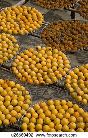 Drying persimmons of Hsinpu Town, Hsinchu County, Taiwan View Large Photo Image Stock Image - Drying persimmons of Hsinpu Town, Hsinchu County, Taiwan. Fotosearch