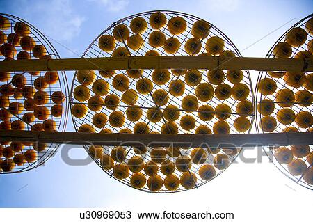 Drying persimmons of Hsinpu Town, Hsinchu County, Taiwan View Large Photo Image Stock Image - Drying persimmons of Hsinpu Town, Hsinchu County, Taiwan. Fotosearch