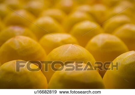 Drying persimmons of Hsinpu Town, Hsinchu County, Taiwan View Large Photo Image Stock Photo - Drying persimmons of Hsinpu Town, Hsinchu County, Taiwan. Fotosearch