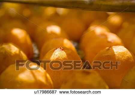 Stock Photo - Drying persimmons of Hsinpu Town, Hsinchu County, Taiwan. Fotosearch