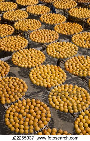 Stock Photo - Drying persimmons of Hsinpu Town, Hsinchu County, Taiwan. Fotosearch