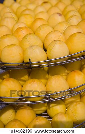 Drying persimmons of Hsinpu Town, Hsinchu County, Taiwan View Large Photo Image Stock Photograph - Drying persimmons of Hsinpu Town, Hsinchu County, Taiwan. Fotosearch
