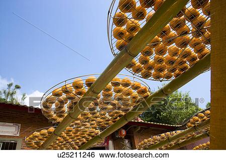 Drying persimmons of Hsinpu Town, Hsinchu County, Taiwan View Large Photo Image Stock Photograph - Drying persimmons of Hsinpu Town, Hsinchu County, Taiwan. Fotosearch
