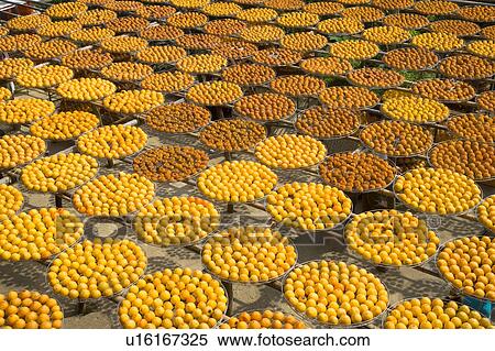 Drying persimmons of Hsinpu Town, Hsinchu County, Taiwan View Large Photo Image Stock Photography - Drying persimmons of Hsinpu Town, Hsinchu County, Taiwan. Fotosearch