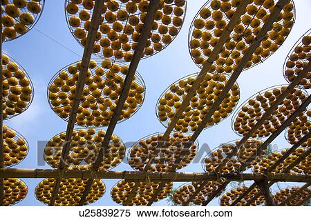 Drying persimmons of Hsinpu Town, Hsinchu County, Taiwan View Large Photo Image Stock Photography - Drying persimmons of Hsinpu Town, Hsinchu County, Taiwan. Fotosearch