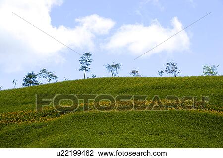 Stock Image - Natural scenery of Liushidan Mountain, Fuli Township, Hualien County, Taiwan. Fotosearch