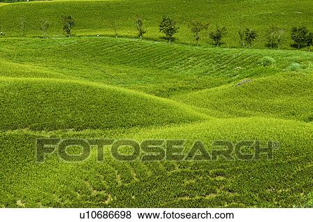 Stock Photo - Natural scenery of Liushidan Mountain, Fuli Township, Hualien County, Taiwan. Fotosearch