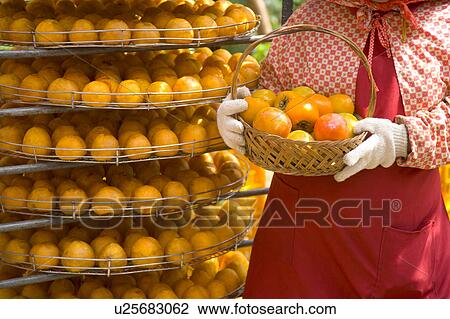 People holding a basket of persimmons in Hsinpu Town, Hsinchu County, Taiwan View Large Photo Image Stock Image - People holding a basket of persimmons in Hsinpu Town, Hsinchu County, Taiwan. Fotosearch