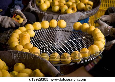People peeling persimmons in Hsinpu Town, Hsinchu County, Taiwan View Large Photo Image Stock Photography - People peeling persimmons in Hsinpu Town, Hsinchu County, Taiwan. Fotosearch