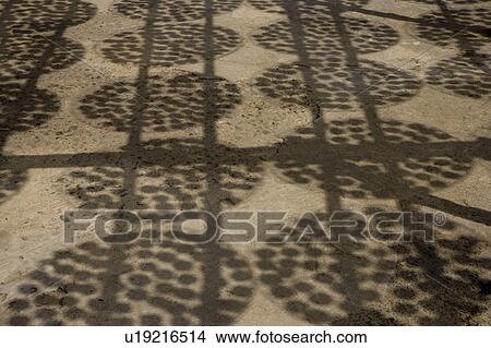 Shadows of drying persimmons in Hsinpu Town, Hsinchu County, Taiwan View Large Photo Image Picture - Shadows of drying persimmons in Hsinpu Town, Hsinchu County, Taiwan. Fotosearch