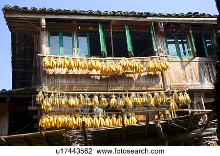 House with corn on the cob of Longji in Guilin, Guangxi Province, China View Large Photo Image Stock Image - House with corn on the cob of Longji in Guilin, Guangxi Province, China. Fotosearch