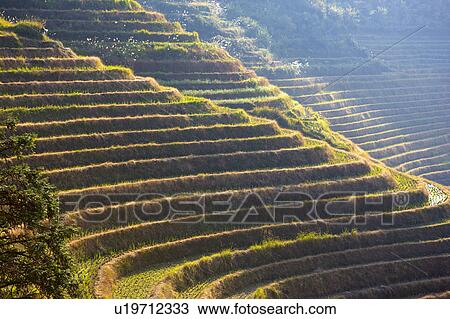 Longji Terraced Field in Guilin, Guangxi Province, China View Large Photo Image Stock Image - Longji Terraced Field in Guilin, Guangxi Province, China. Fotosearch