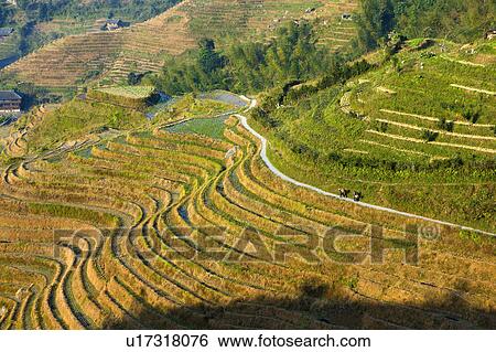 Stock Photograph - Longji Terraced Field in Guilin, Guangxi Province, China. Fotosearch