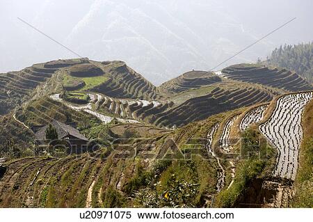 Longji Terraced Field in Guilin, Guangxi Province, China View Large Photo Image Stock Photography - Longji Terraced Field in Guilin, Guangxi Province, China. Fotosearch