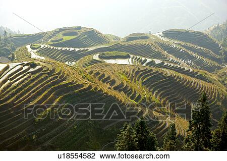 Natural scenery of Longji Terraced Field in Guilin, Guangxi Province, China View Large Photo Image Stock Image - Natural scenery of Longji Terraced Field in Guilin, Guangxi Province, China. Fotosearch