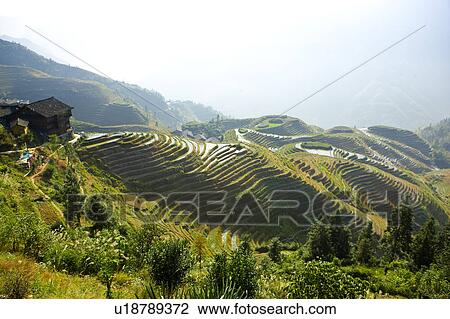 Stock Image - Natural scenery of Longji Terraced Field in Guilin, Guangxi Province, China. Fotosearch