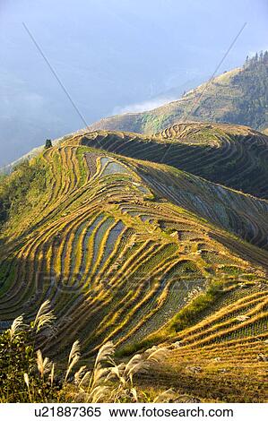 Stock Photography - Natural scenery of Longji Terraced Field in Guilin, Guangxi Province, China. Fotosearch