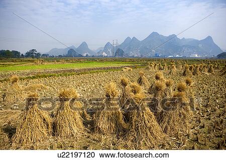 Stock Image - Rice paddy in Guilin, Guangxi Province, China. Fotosearch