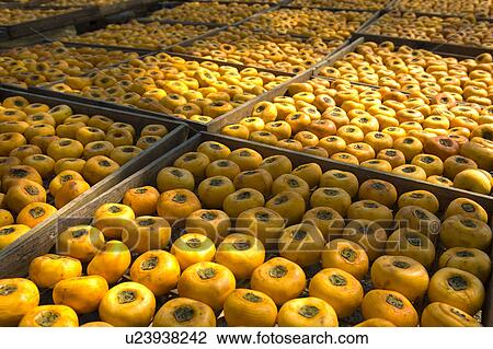 Stock Image - China, Guangxi Province, Guilin, Yangshuo, dried persimmon in a row. Fotosearch